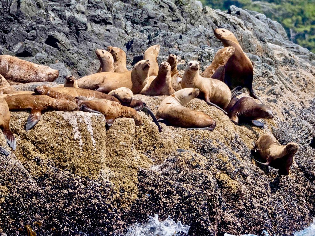 Zeeleeuwen Ucluelet